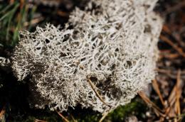 Reindeer Moss